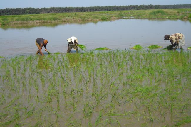 Rio Kpatchèz ( plaine de Wamounou)
