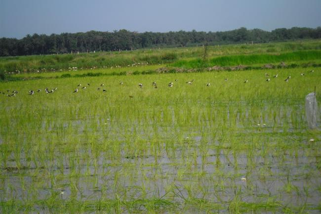Rio Kpatchèz ( plaine de Wamounou)