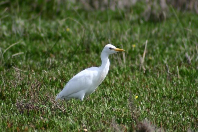 HERON GARDE-BOEUFS SEBKHET SOLIMAN 
