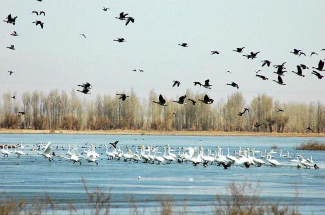 Waterfowls wintering at the Site