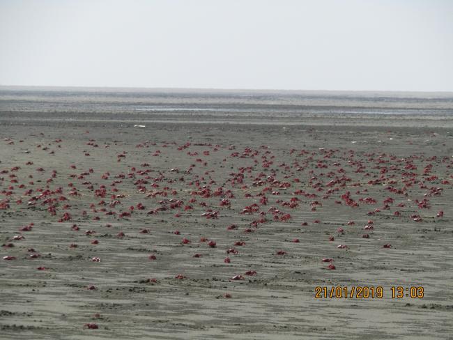 Flock of Crab at Nanthar Island
