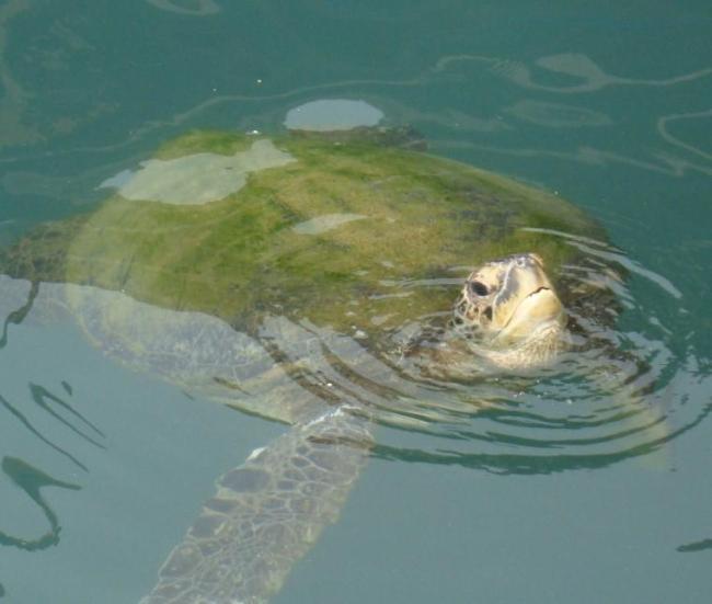 Chelonia mydas
