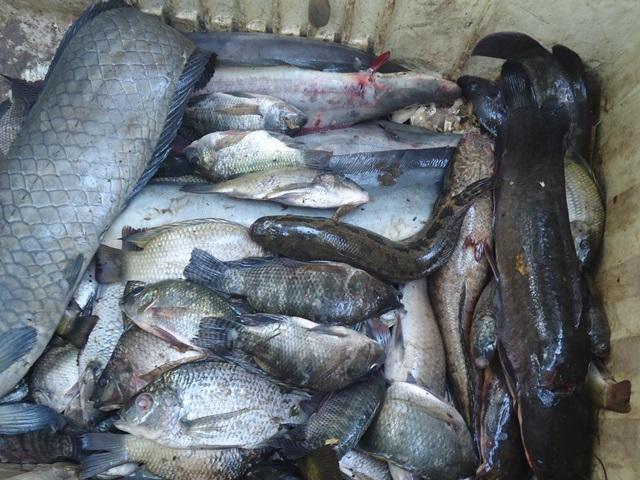 Photo : Produits de pêche issus de la mare