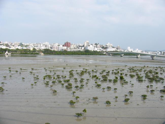Manko from Toyomi Bridge