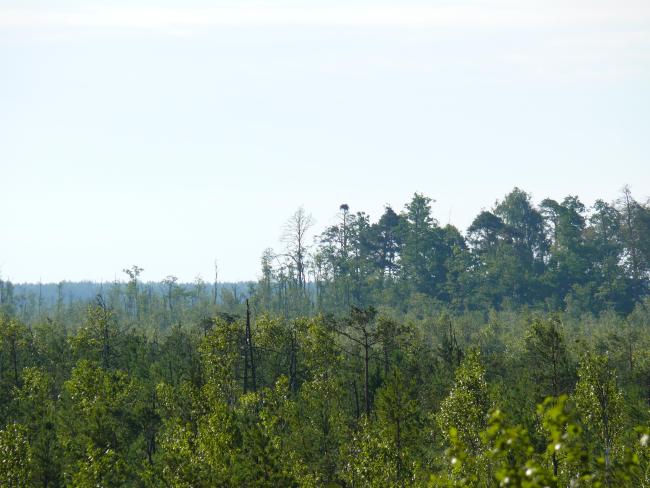 Cheremske Bog with Osprey nest