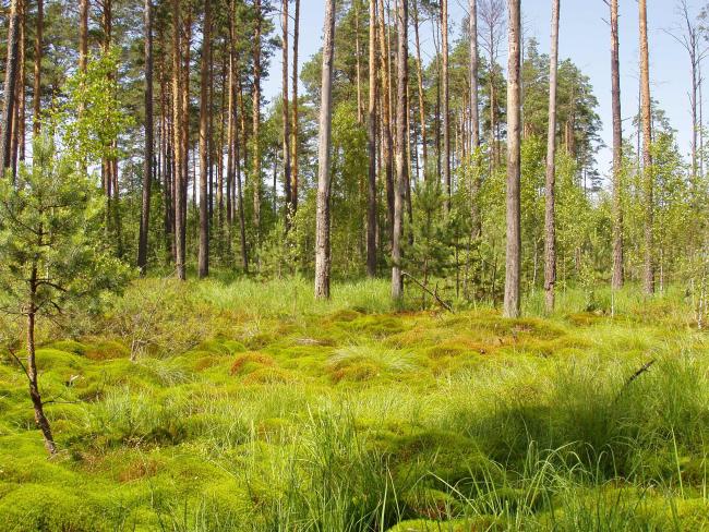 Swampy forest