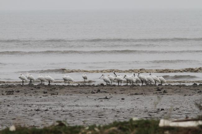 waterfowls in the site