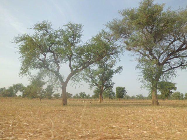 Parc agroforestier à Acacia albida, une espèce bénéficiant de mesures de protection particulière au Burkina Faso