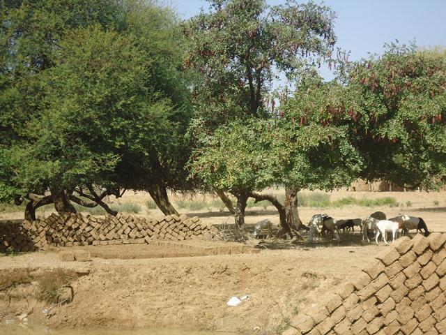 Photo 7 : Confection de briques pour la construction des habitations aux abords de la principale mare