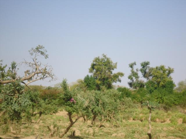 Photo 3 : îlot de végétation clairsemée dans le site Ramsar