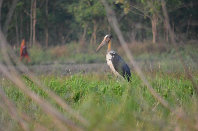 A lesser adjutant in Kabartal