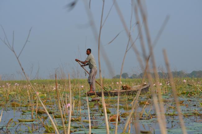 A fisher within Nelumbo beds in Kabartal
