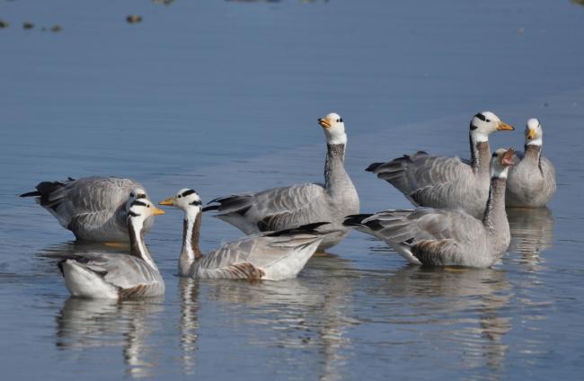 Bar headed Goose at Asan