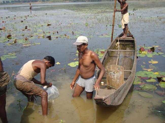 Stocking of Major Carps