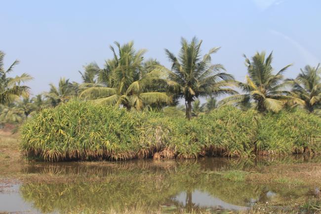 Adjacent vegetation