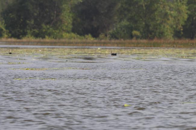 Wetland surface