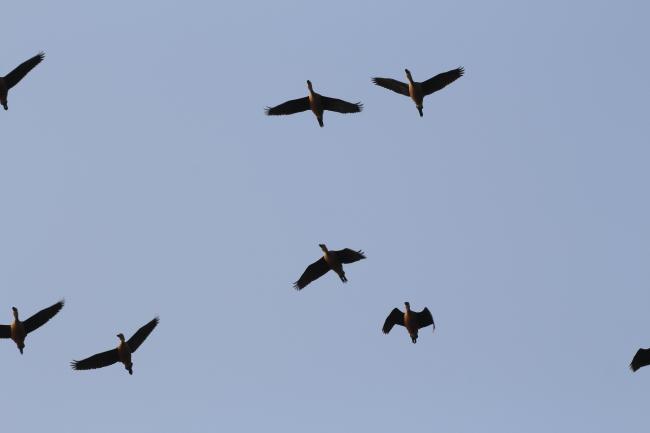 Birds above the wetland