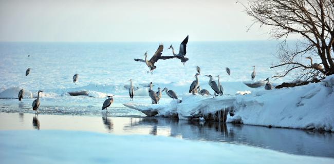 waterfowls in the site