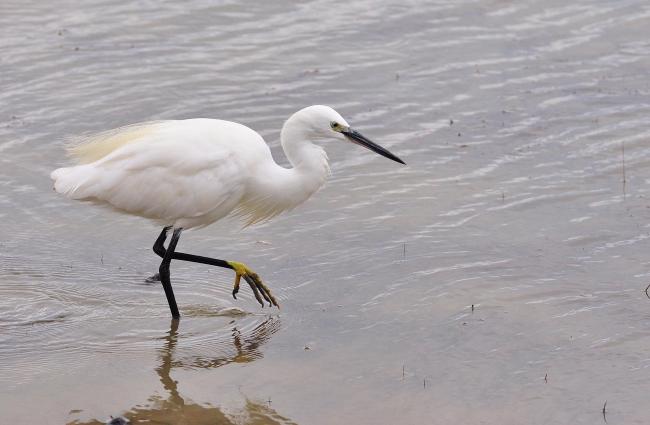 Aigrette