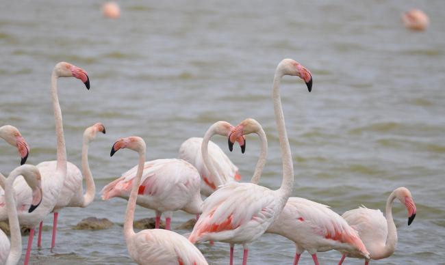 Flamants roses