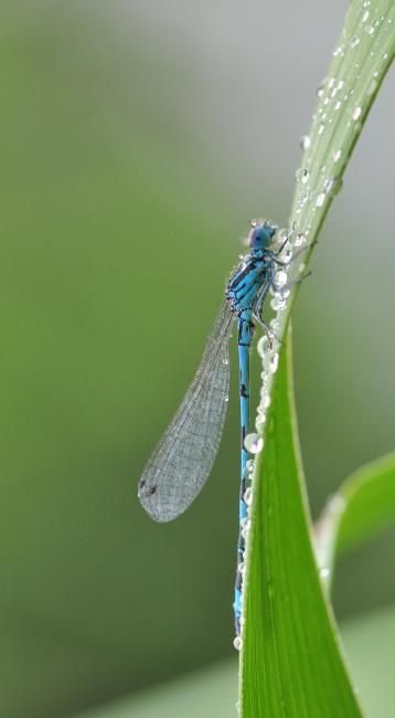 Agrion de Mercure