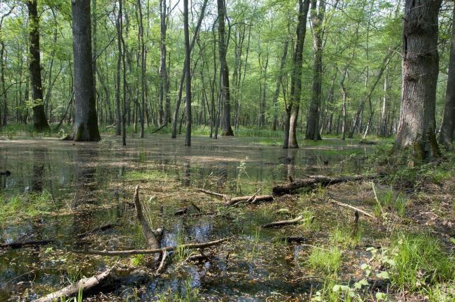 Flooded forest – Massaciuccoli Ramsar Site