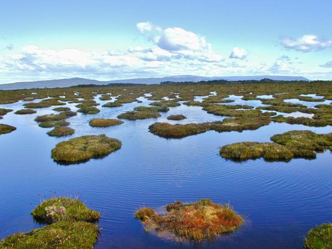 Laguna de turbera de Sphagnum magellanicum y Tentroncium magellanicum
