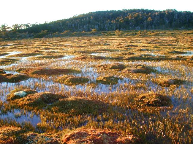 Turbera encharcada de Sphagnum magellanicum con abundancia de Tetroncium magellanicum