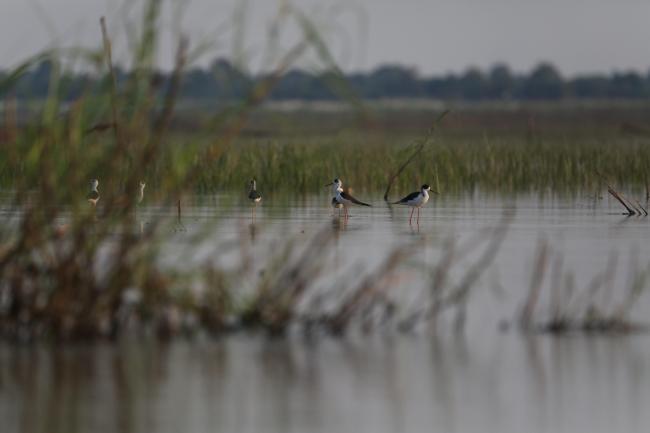 Black-winged stilt (Himantopus himantopus) in Stung Sen Ramsar Site