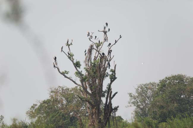 Oriental Darters (Anhinga melanogaster) roosting on the tree.