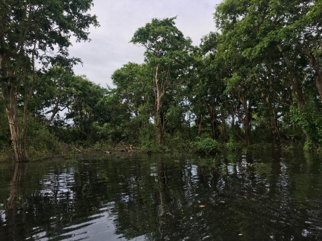 Seasonally flooded freshwater swamp forest in Stung Sen Ramsar Site 