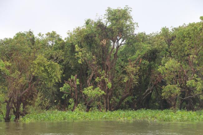 Seasonally flooded freshwater swamp forest in Stung Sen Ramsar Site during raining season