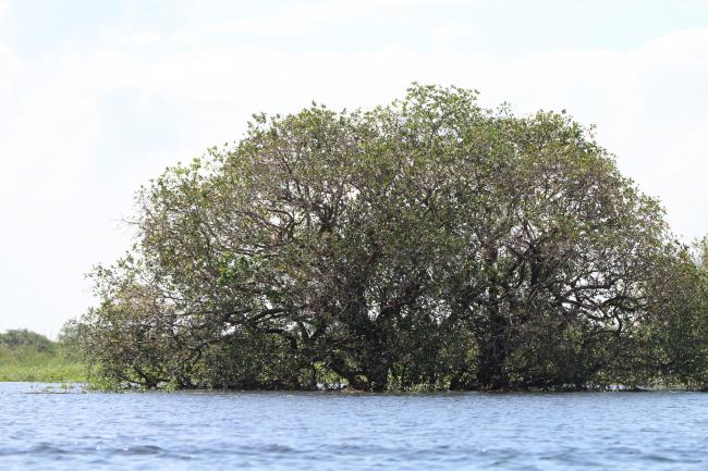 Canopy of tree during raining season at Stung Sen Ramsar Site