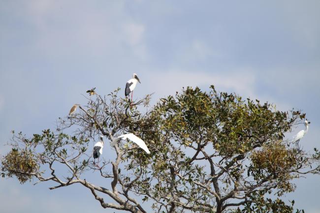Waterbirds staying on the canopy at Stung Sen Ramsar Site