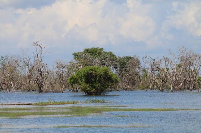 Area which suffer from forest fire during the dry season (2016)