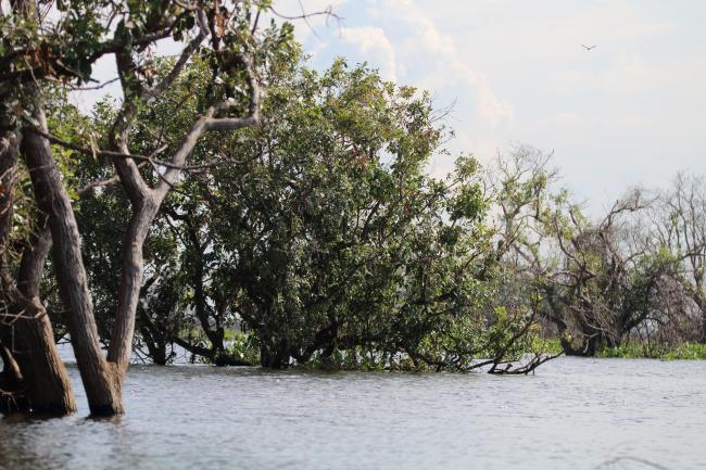 Seasonally flooded freshwater swamp forest in Stung Sen Ramsar Site during raining season