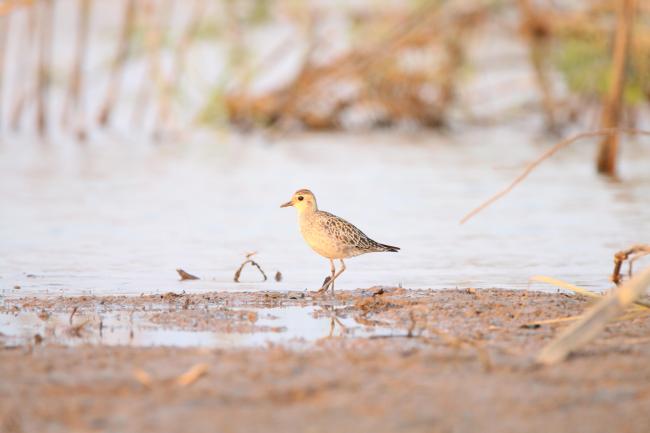 Oriental Plover (Charadrius veredus) in Stung Sen Ramsar Site