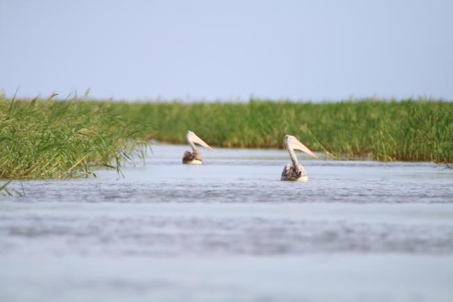 spot-billed pelocan (Pelecanus philippensis) at Stung Sen Ramsar Site