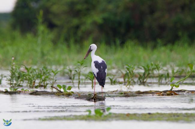 Asian openbill (Anastomus oscitans) at Stung Sen Ramsar Site