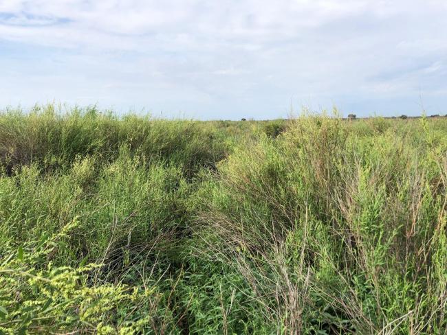 Lignum at Long Arm, recovering after wetting by flows