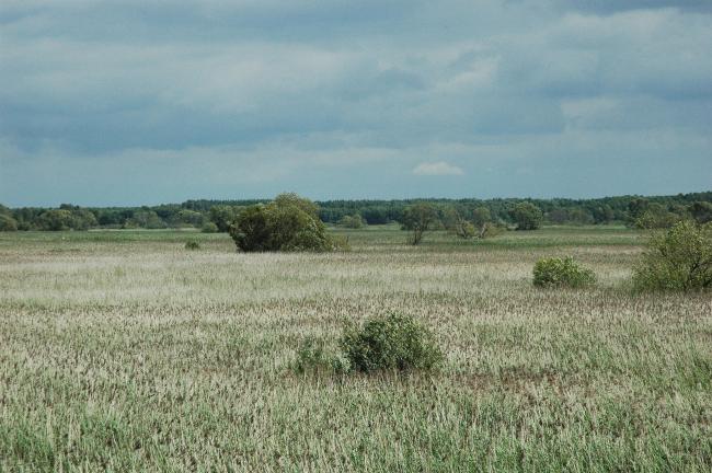 Narew River Valley near Bokiny Village