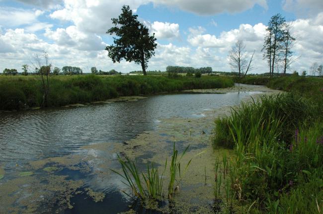 Narew River Oxbow Lake near Suraż City