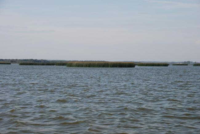 Bulrush in Gardno Lake