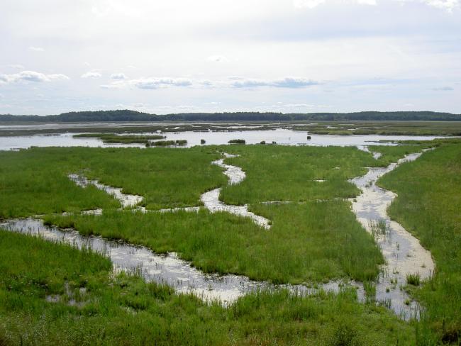 Marshes in Asköviken-Tidö nature reserve