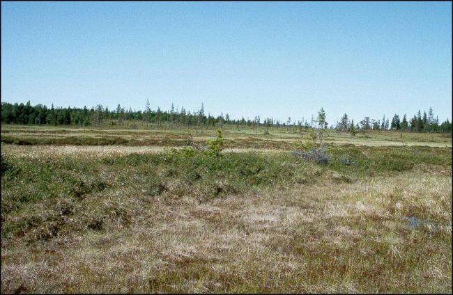 Large areas with well-developed string mixed mires in the north west part of the site.