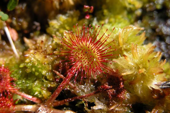Drosera rotundifolia