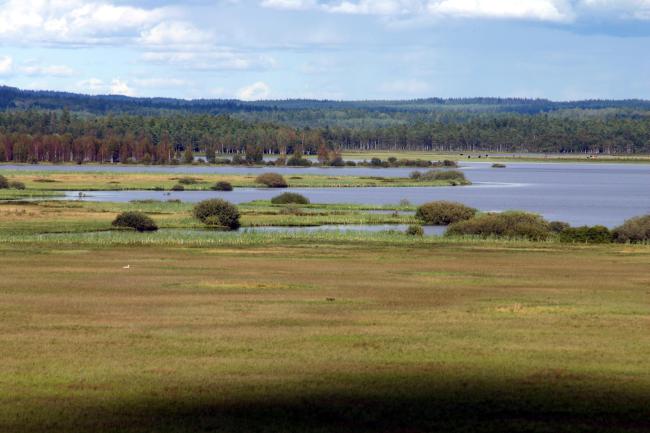 Wet meadows at Lake Kävsjön