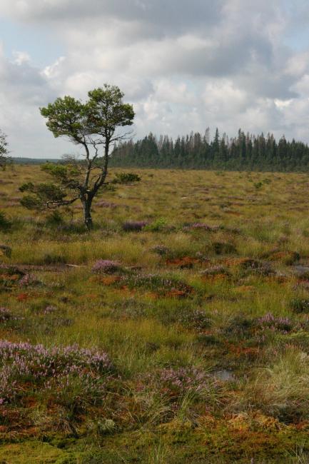 Raised bog with dwarf pine