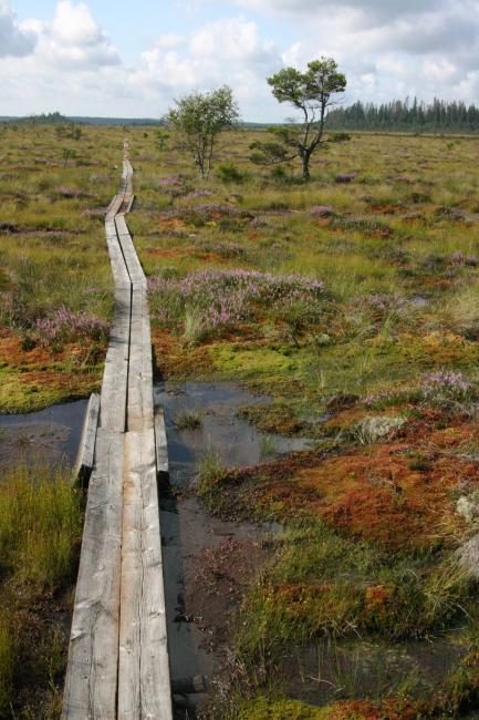 Trail for visitors through open raised bog area
