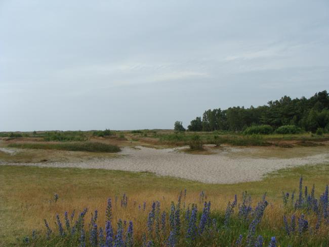 The dunes